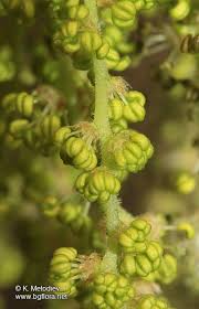 Attēlu rezultāti vaicājumam “Quercus robur bud”