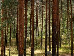 Attēlu rezultāti vaicājumam “Pinus sylvestris var. turfosa”