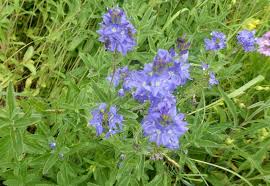 Attēlu rezultāti vaicājumam “Veronica austriaca subsp. teucrium”