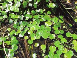 Attēlu rezultāti vaicājumam “Hydrocharis morsus-ranae bud”