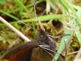 Attēlu rezultāti vaicājumam “Erebia aethiops upperside”