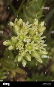 Attēlu rezultāti vaicājumam “Jovibarba globifera bud”