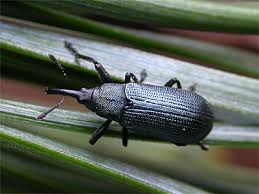 Attēlu rezultāti vaicājumam “Magdalis sp.”