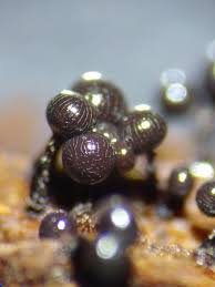 Attēlu rezultāti vaicājumam “Cribraria cancellata macro”