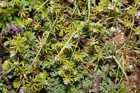 Attēlu rezultāti vaicājumam “Galium schultesii leaf”
