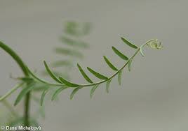 Attēlu rezultāti vaicājumam “Vicia hirsuta leaf”