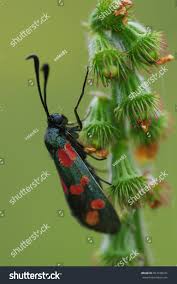 Attēlu rezultāti vaicājumam “Zygaenidae”