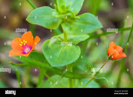 Attēlu rezultāti vaicājumam “Anagallis arvensis flower”