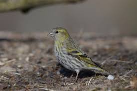 Attēlu rezultāti vaicājumam “Carduelis spinus female”