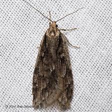 Attēlu rezultāti vaicājumam “Elachistidae”