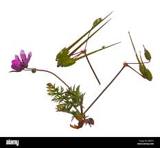 Attēlu rezultāti vaicājumam “Erodium cicutarium fruit”