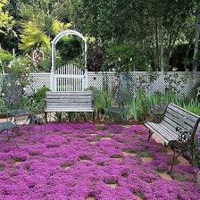 Image result for Thymus serpyllum