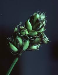 Attēlu rezultāti vaicājumam “Carex chordorrhiza”