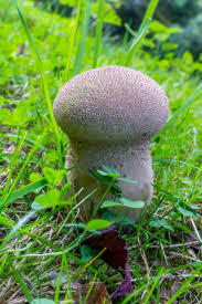 Attēlu rezultāti vaicājumam “Calvatia excipuliformis”