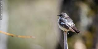 Attēlu rezultāti vaicājumam “Ficedula hypoleuca”