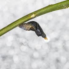 Attēlu rezultāti vaicājumam “Nymphalis pupa”