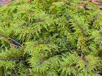 Attēlu rezultāti vaicājumam “Hylocomium splendens”