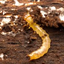 Attēlu rezultāti vaicājumam “Schizotus pectinicornis”