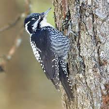 Attēlu rezultāti vaicājumam “Picoides tridactylus”