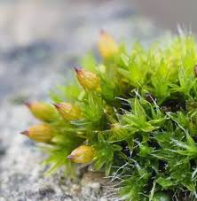 Attēlu rezultāti vaicājumam “Orthotrichum anomalum”