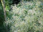 File:Clematis flammula.jpg - Wikimedia Commons