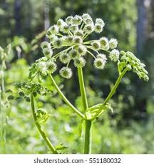 Image result for Angelica silvestris