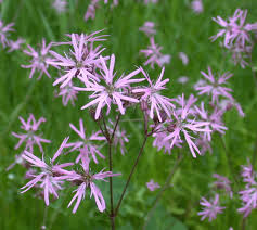 Attēlu rezultāti vaicājumam “Lychnis flos-cuculi fruit”