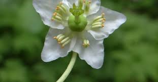 Attēlu rezultāti vaicājumam “Moneses uniflora leaf”
