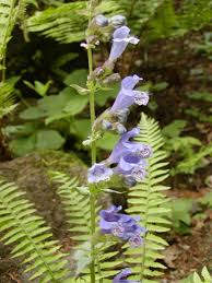 「憚木蝶左」の画像検索結果