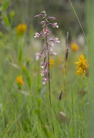 Attēlu rezultāti vaicājumam “Epipactis palustris”