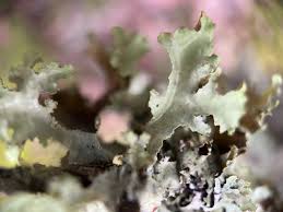 Attēlu rezultāti vaicājumam “Platismatia glauca”