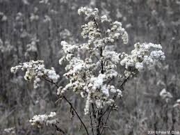 Attēlu rezultāti vaicājumam “Solidago canadensis fruit”