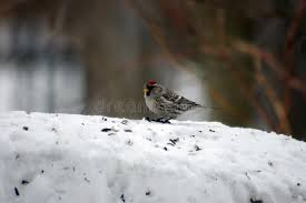 Attēlu rezultāti vaicājumam “Carduelis flammea”