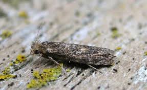 Attēlu rezultāti vaicājumam “Ypsolophidae”