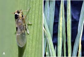 Attēlu rezultāti vaicājumam “Delphacidae”