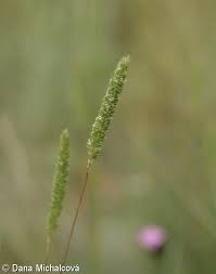 Attēlu rezultāti vaicājumam “Phleum phleoides”