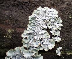 Attēlu rezultāti vaicājumam “Hygrohypnum luridum sporophyte”