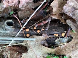 Attēlu rezultāti vaicājumam “Lycogala cf. convexum young”