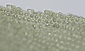 Attēlu rezultāti vaicājumam “Dichodontium pellucidum”