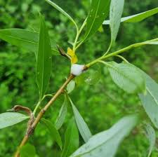 Attēlu rezultāti vaicājumam “Aphrophora alni nymph”