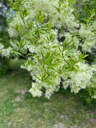 Attēlu rezultāti vaicājumam “Chionanthus virginicus flower”