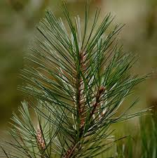 Attēlu rezultāti vaicājumam “Pinus ponderosa”