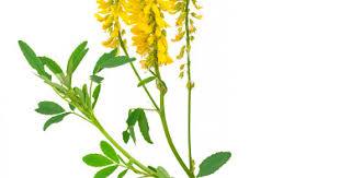Attēlu rezultāti vaicājumam “Melilotus officinalis”