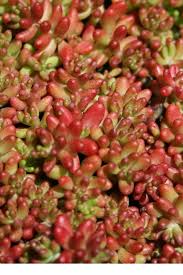 Image result for Sedum album `Coral Carpet`