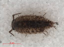 Attēlu rezultāti vaicājumam “Ligidium hypnorum”