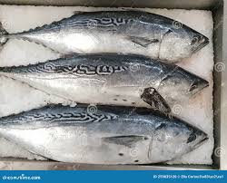 Image result for Katsuwonus pelamis