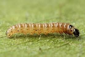 Attēlu rezultāti vaicājumam “Pediasia fascelinella”