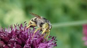 Attēlu rezultāti vaicājumam “Bembix rostrata”