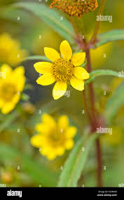Attēlu rezultāti vaicājumam “Bidens cernua flower”
