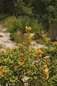 Attēlu rezultāti vaicājumam “Cribraria ferruginea”